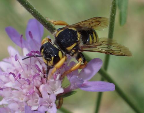 Réf. 315 348 : Trachusa sp.